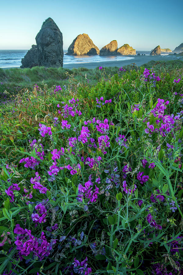 Oregon Coastal Bloom Photograph By Christian Heeb - Fine Art America