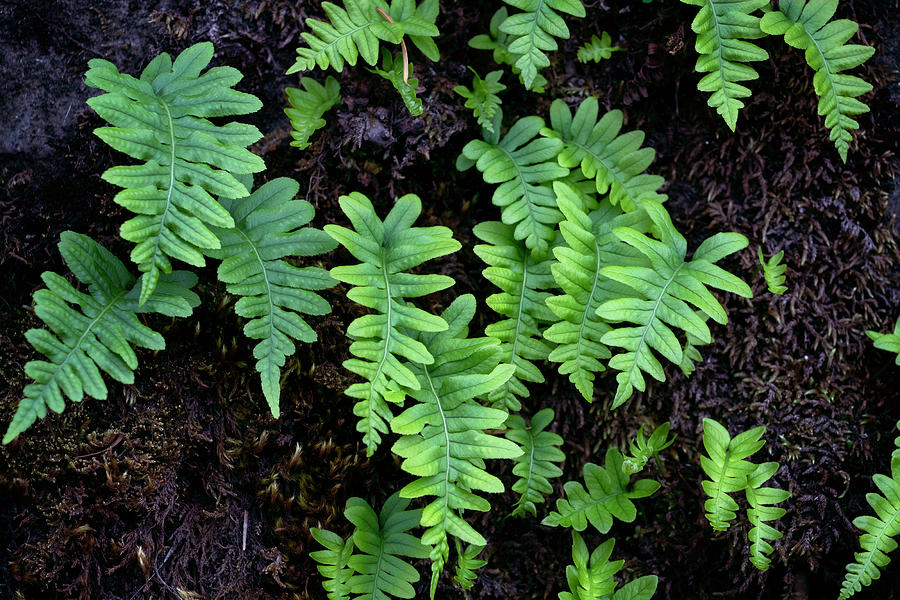Nature Photograph - Oregon Fern Leaves by Christopher Johnson