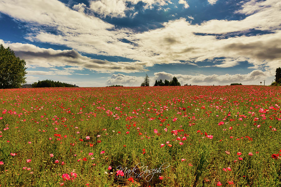 Oregon Field of Flowers Photograph by Mark Joseph