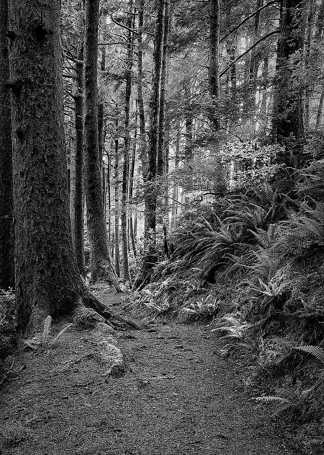 Oregon Forest IV Photograph by Jon Glaser