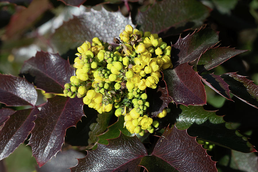 Oregon Grape Photograph by Avenue Des Images - Fine Art America