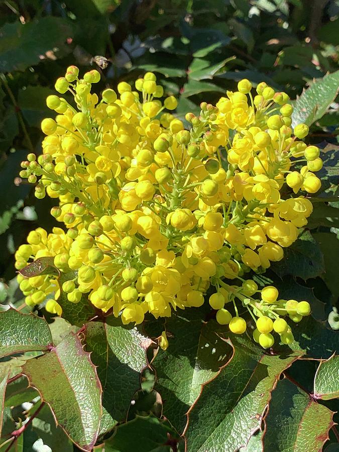 Oregon Grape  Photograph by Beverly Read