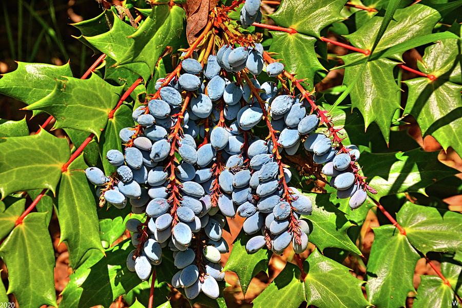 Oregon Grape Photograph by Lisa Wooten