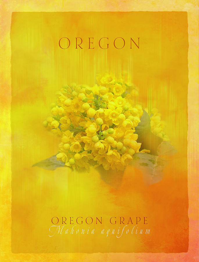 Oregon Grape Digital Art by Terry Davis