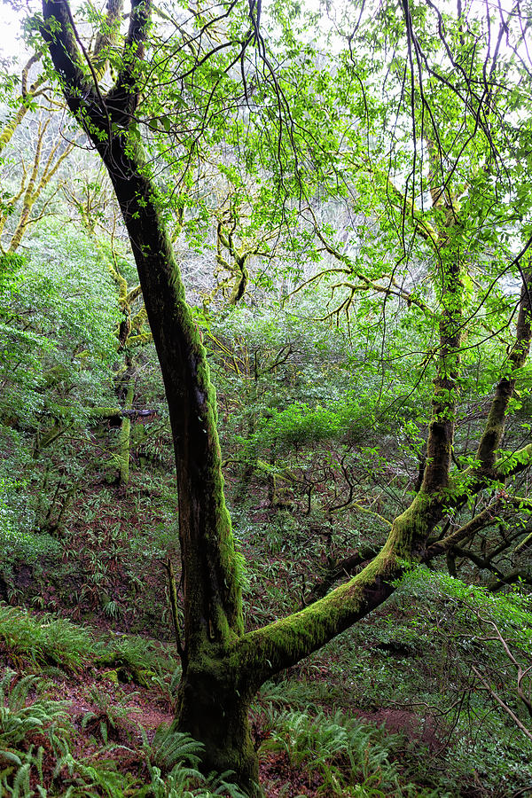 Oregon Green Along the Trail Photograph by Belinda Greb