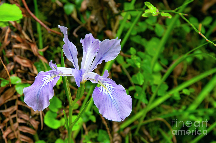 Oregon Iris One Photograph By Bob Phillips - Fine Art America