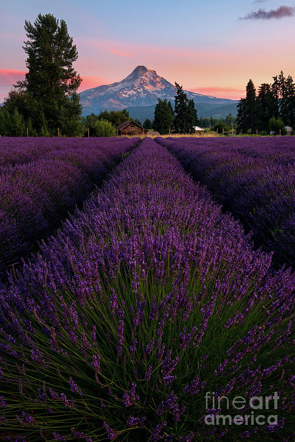 Oregon Lavender Field at Sunset Overlooking Mount Hood Photograph by Tom Schwabel