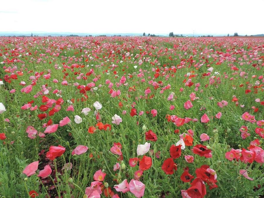 Oregon poppies Photograph by Chip Slaughter | Fine Art America