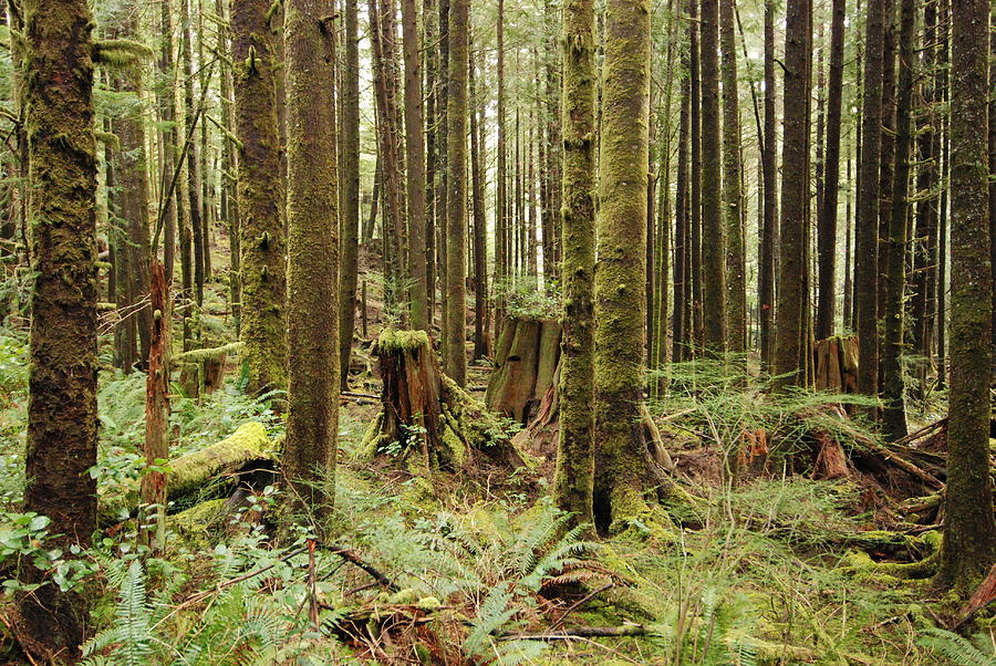 Oregon Rainforest Photograph by Chuck Overton - Fine Art America