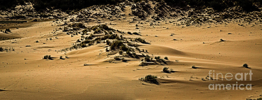 Oregon Sand Dunes National Park Photograph by Jon Burch Photography