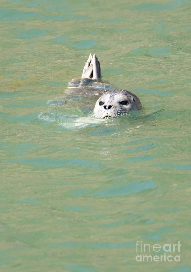 Oregon Seal Pup Photograph by Nick Boren