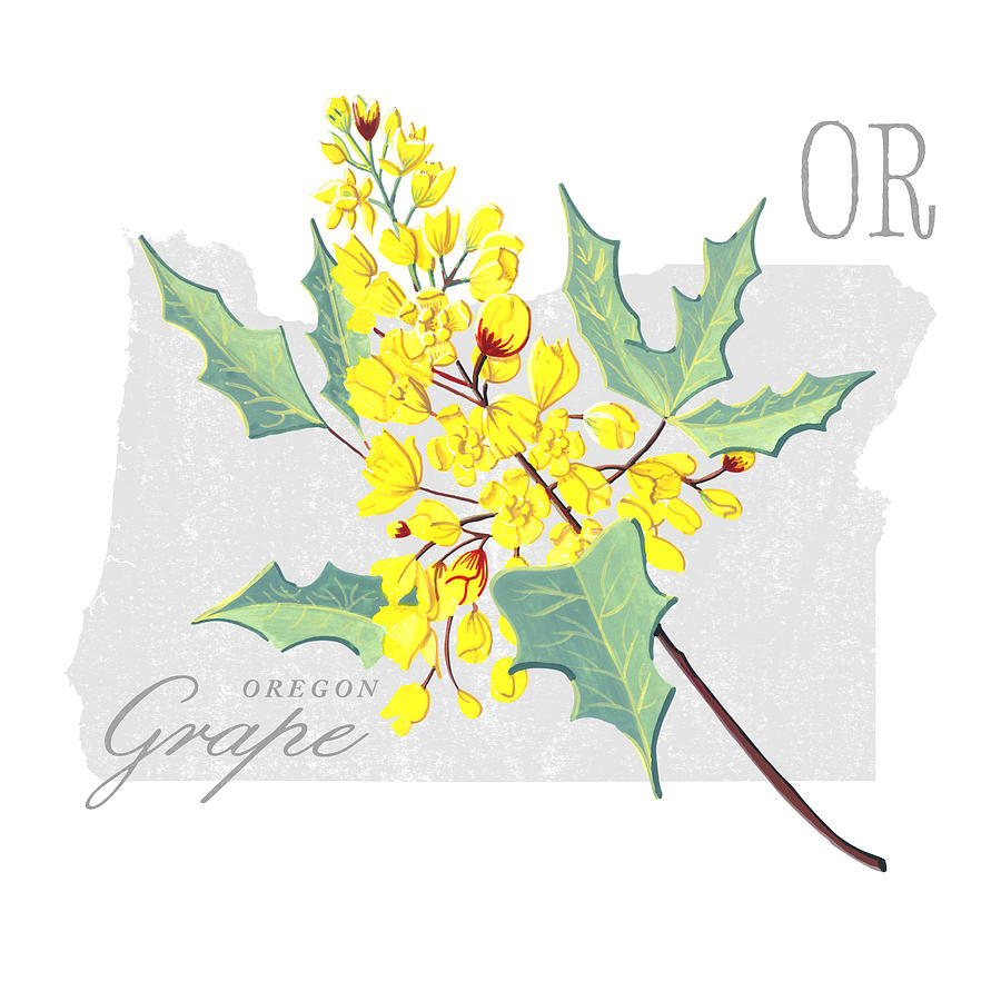 Oregon State Flower Oregon Grape Art by Jen Montgomery Painting by Jen Montgomery