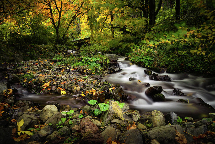 Oregon Stream  Photograph by Mark Bloom