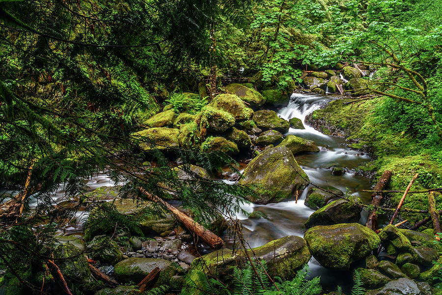 Oregon Stream Photograph by Nicholas Vettorel