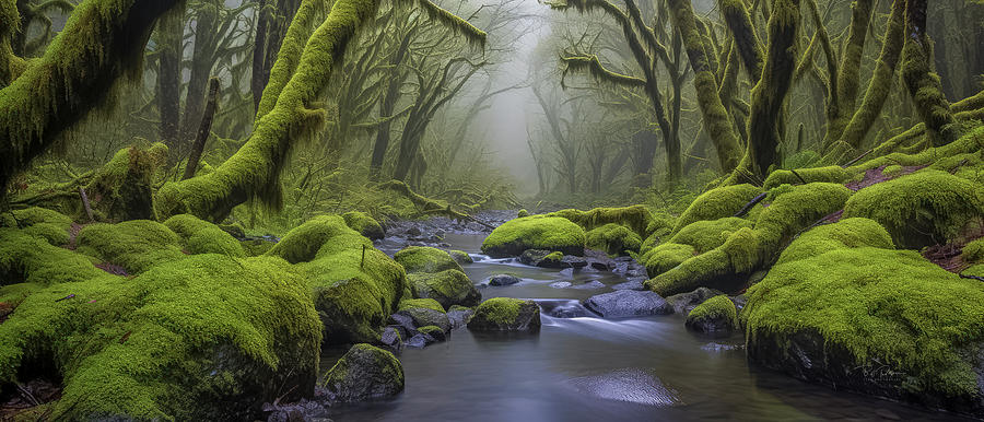 Oregon Stream Walking Photograph by Bill Posner