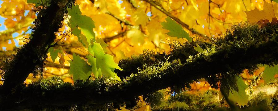 - Oregon Tree Moss Photograph by THERESA Nye