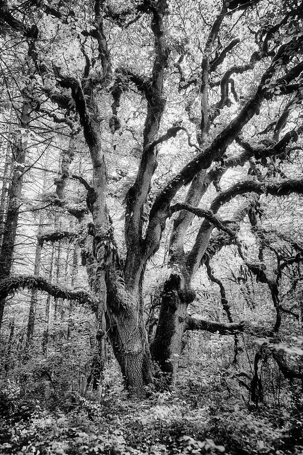 Oregon White Oak Tree at William L Finley Photograph by Belinda Greb