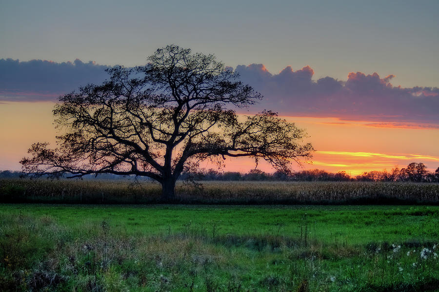Oregon WI Oak at sunset in October Photograph by Peter Herman