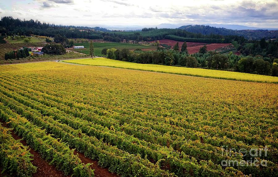 Grape Photograph - Oregon Wine by Jon Burch Photography