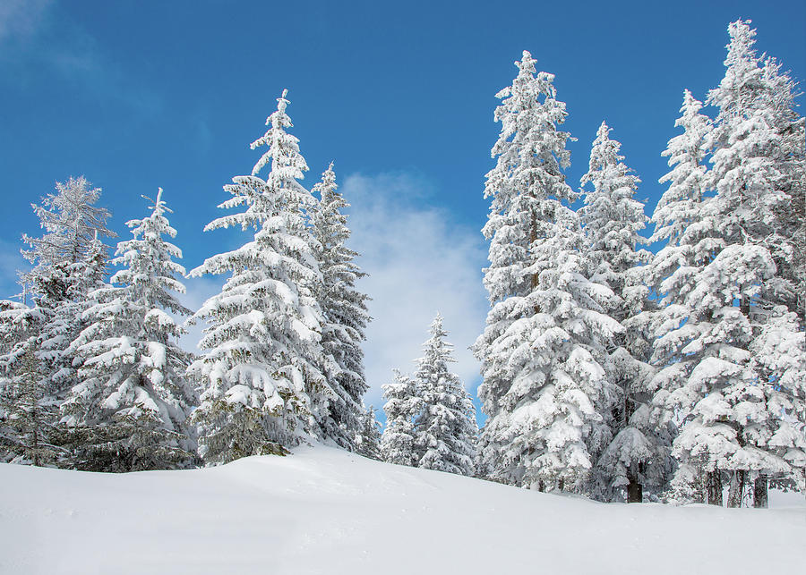 Oregon's Blue Mountains in Winter Photograph by Pauline Hall