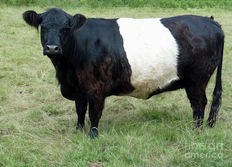 Oreo Cow Photograph by D Hackett