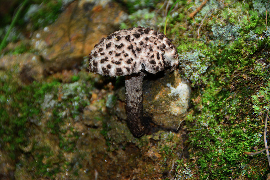 Oreo Like Mushroom Horizontal Photograph by Raymond Salani III