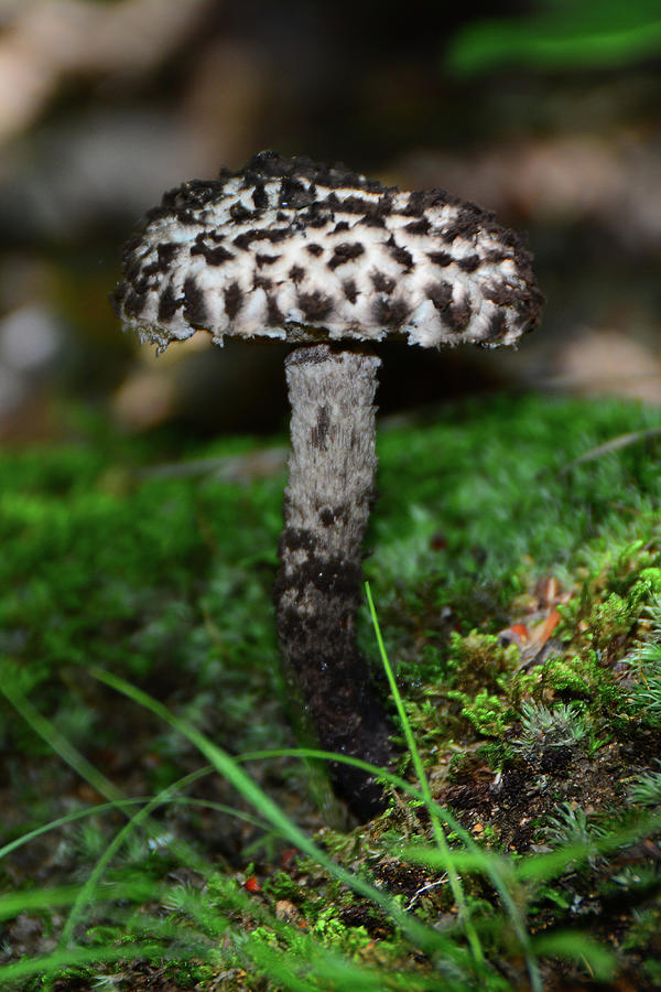 Oreo Like Mushroom Photograph by Raymond Salani III