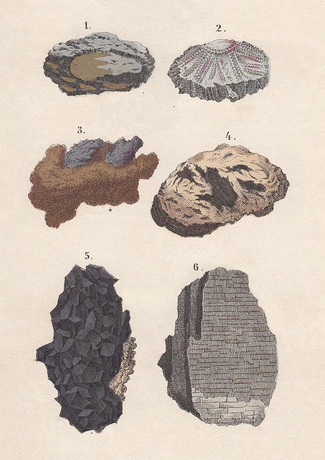 Ores: gold, silver, copper, iron, tin, potters, hand-coloured lithograph, 1880 Drawing by Zu_09