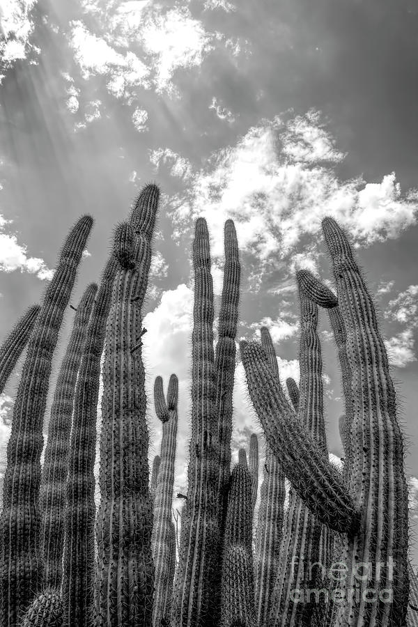 Organ Pipe Cactus 03 Photograph by Elisabeth Lucas - Fine Art America