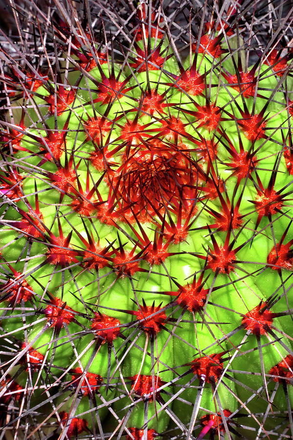 Organ Pipe Cactus Abstract Photograph by Douglas Taylor