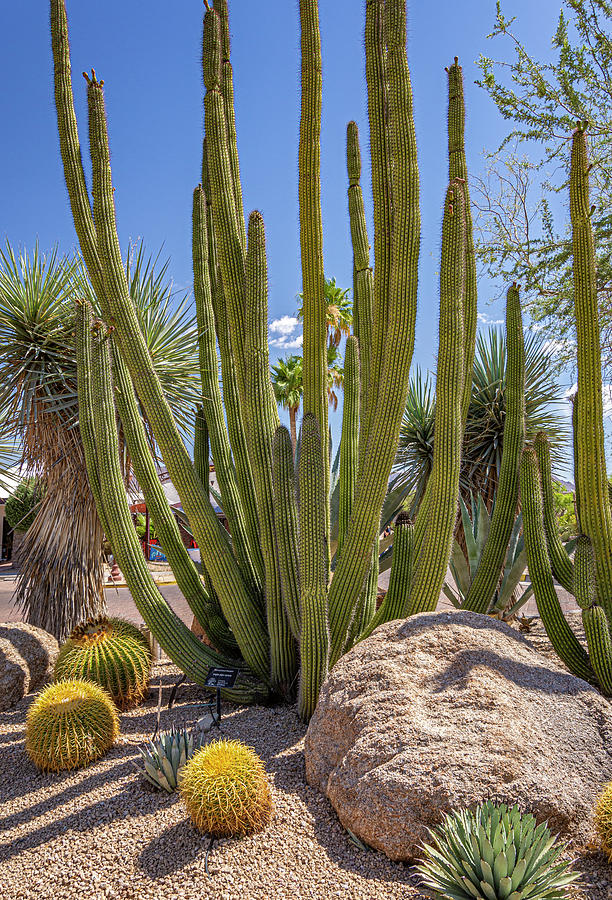 Organ Pipe Cactus Photograph by Lonnie Paulson