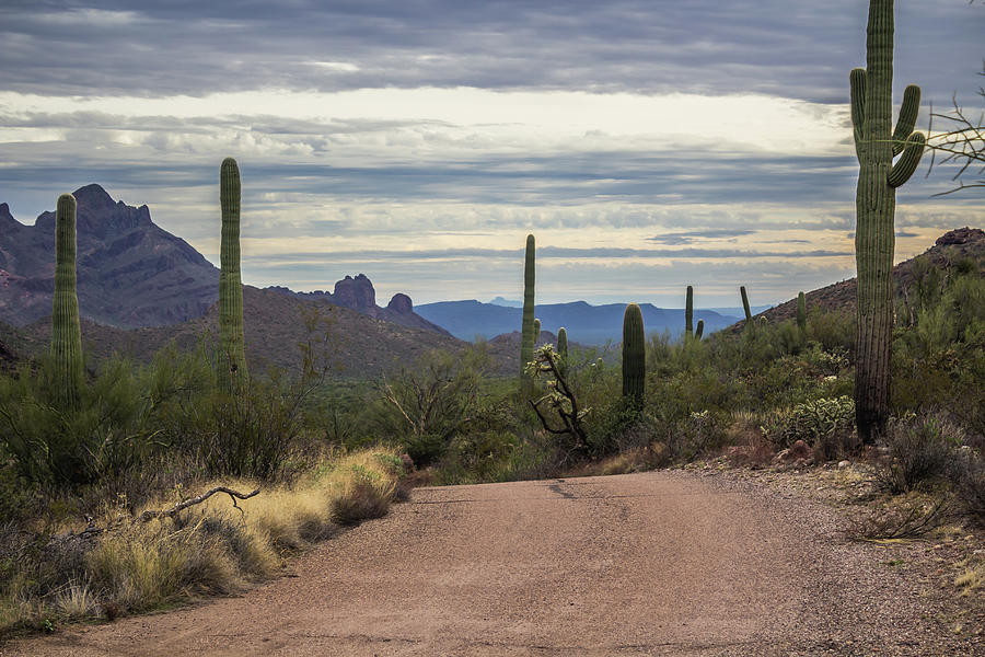 Organ Pipe Cactus National Monument Photograph by Elaine Webster