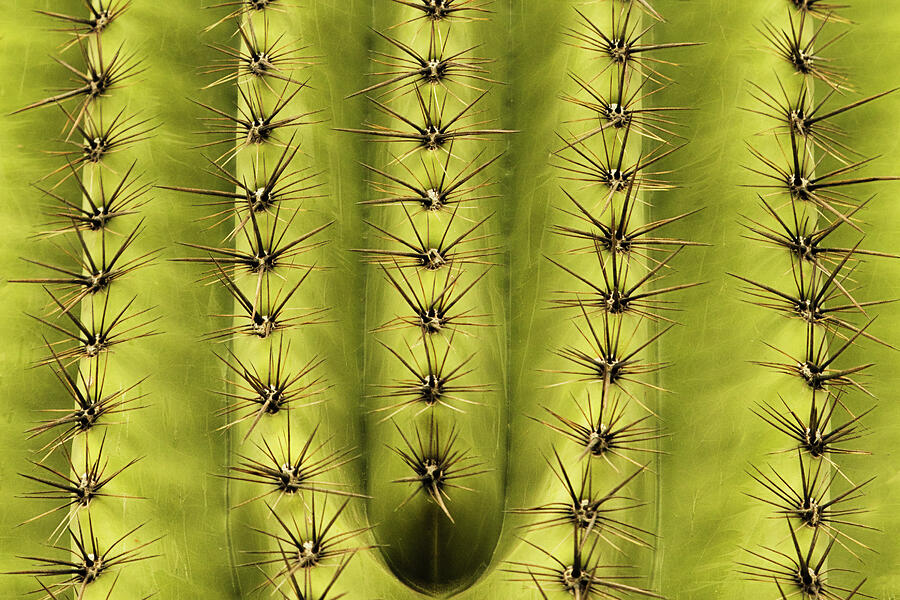 Organ Pipe Photograph by Dodie Ross Organ Pipe Photograph by Dodie Ross