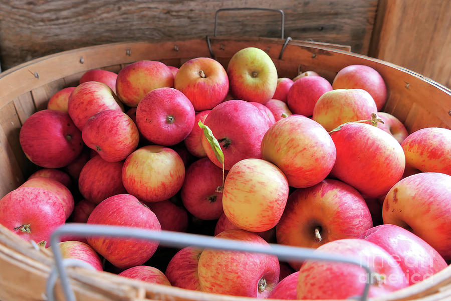 Organic Apples in a Basket Photograph by Vivian Krug Cotton