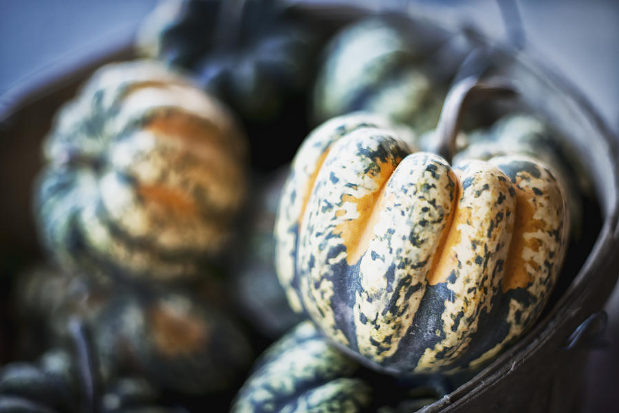 Organic Carnival Acorn Squash just harvested Photograph by Mint Images/ Tim Pannell