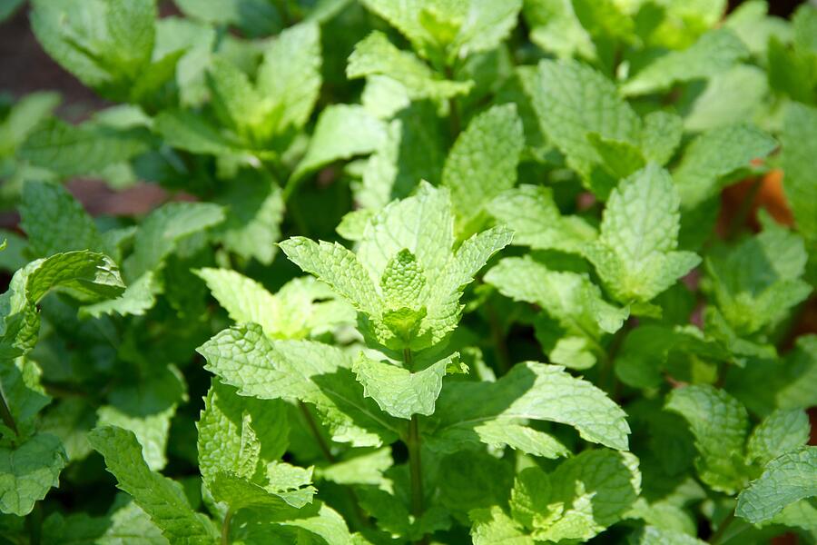 Organic peppermint Photograph by work by Lisa Kling