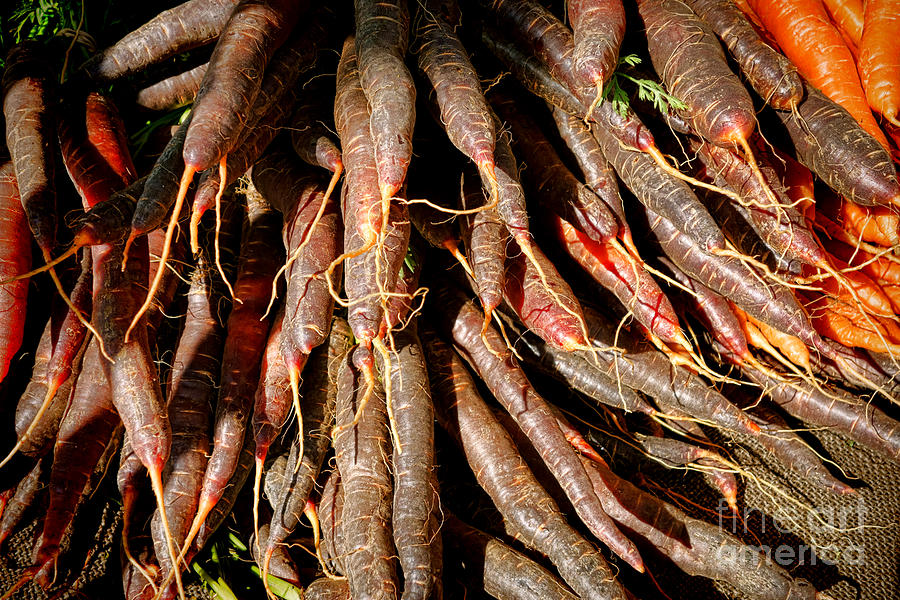 Organic Purple Carrots Photograph by Olivier Le Queinec
