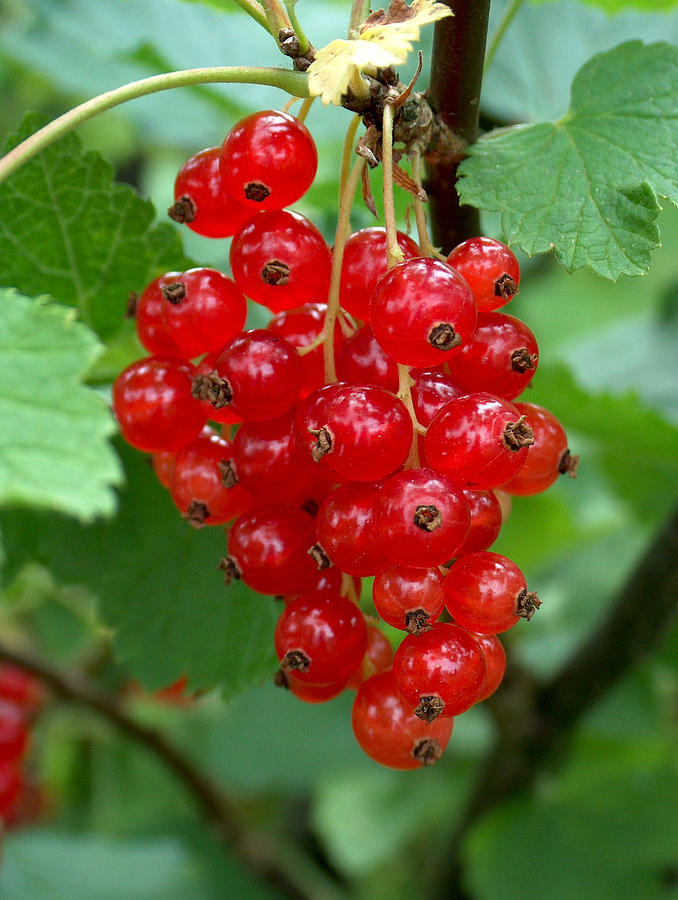 Organic redcurrants ready to be picked Photograph by Pejft
