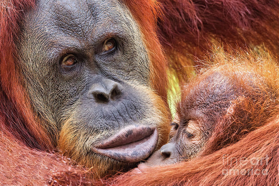 Organutan Mother and Baby Photograph by Jerry Fornarotto