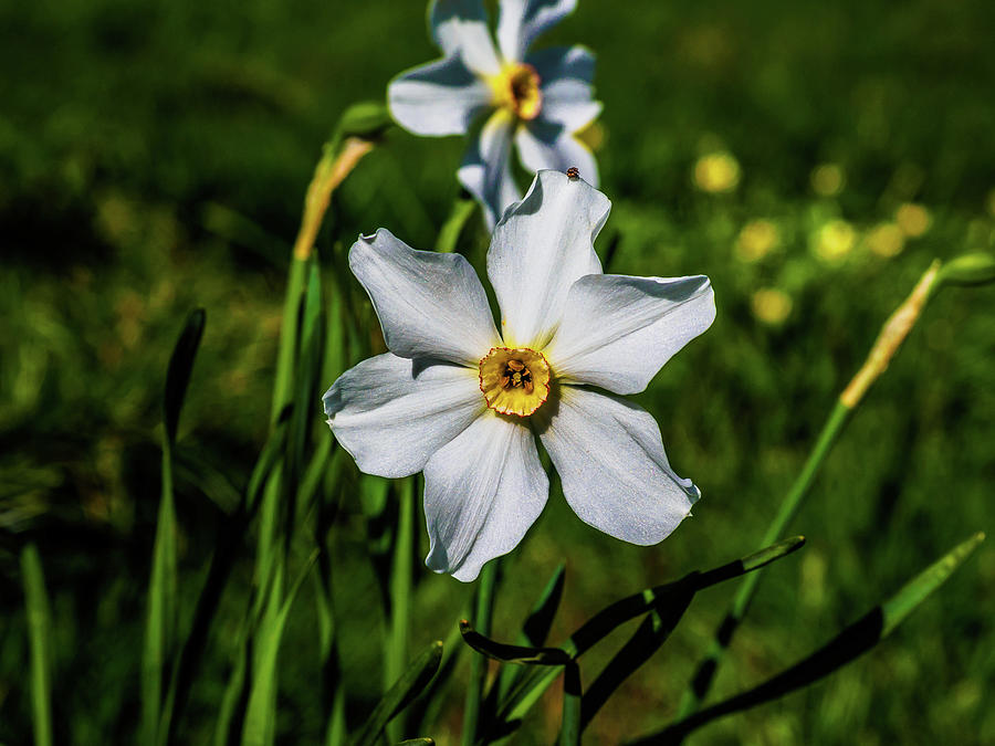 Orginal Daffodils Flowers Photograph