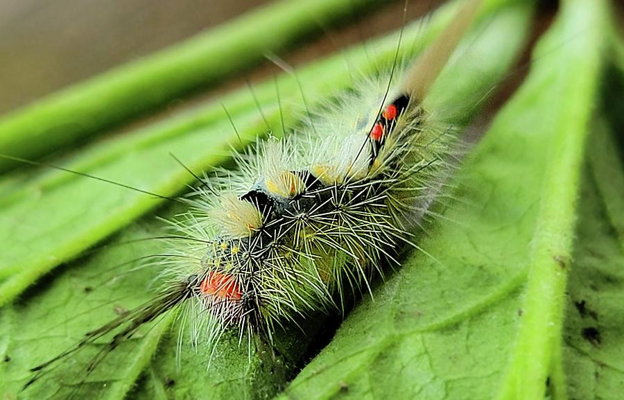 Orgyia Leucostigma Caterpillar  Photograph by Ally White