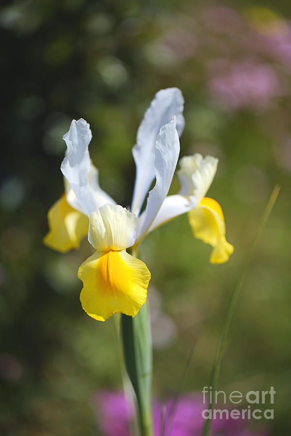 Oriental Beauty Dutch Iris Photograph by Joy Watson