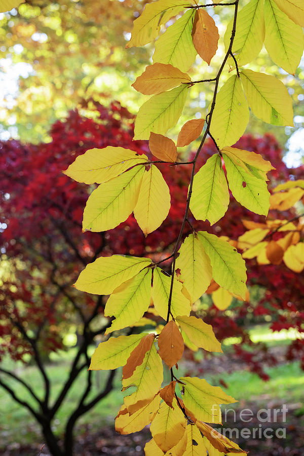 Oriental Beech Leaves in Autumn Photograph by Tim Gainey