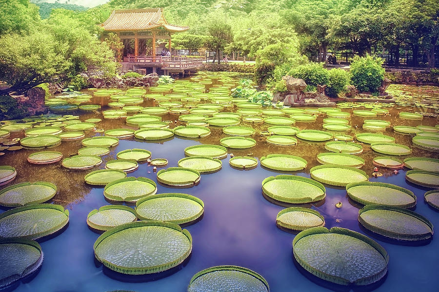 Oriental Fantasy Garden-Photography by Sungei Park in Taipei, Taiwan-2 Photograph by Artto Pan