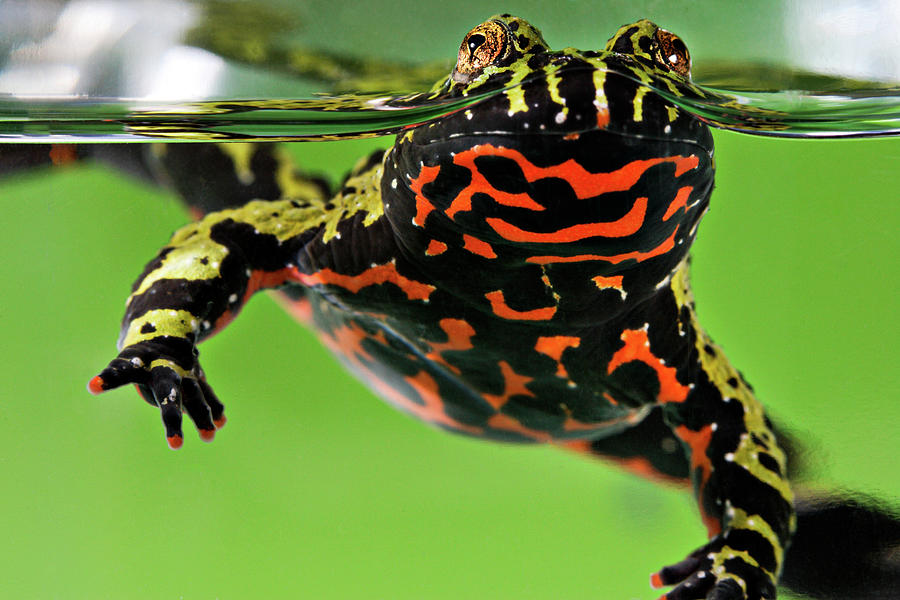 Nature Photograph - Oriental Fire-bellied Toad by Smithsonian Institution