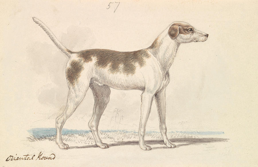 Oriental Hound Drawing by Charles Hamilton Smith