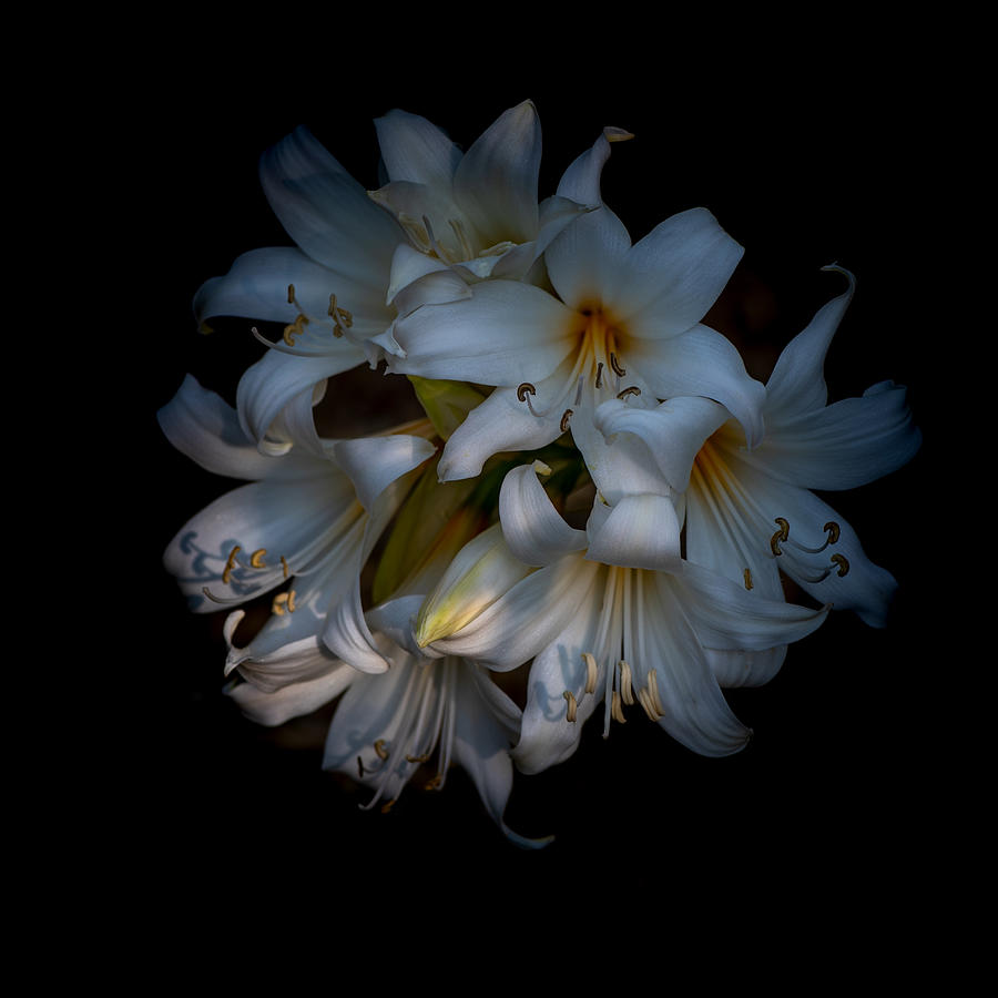 Oriental Lily bulbs, Casablanca, against black Photograph by Alessandra RC
