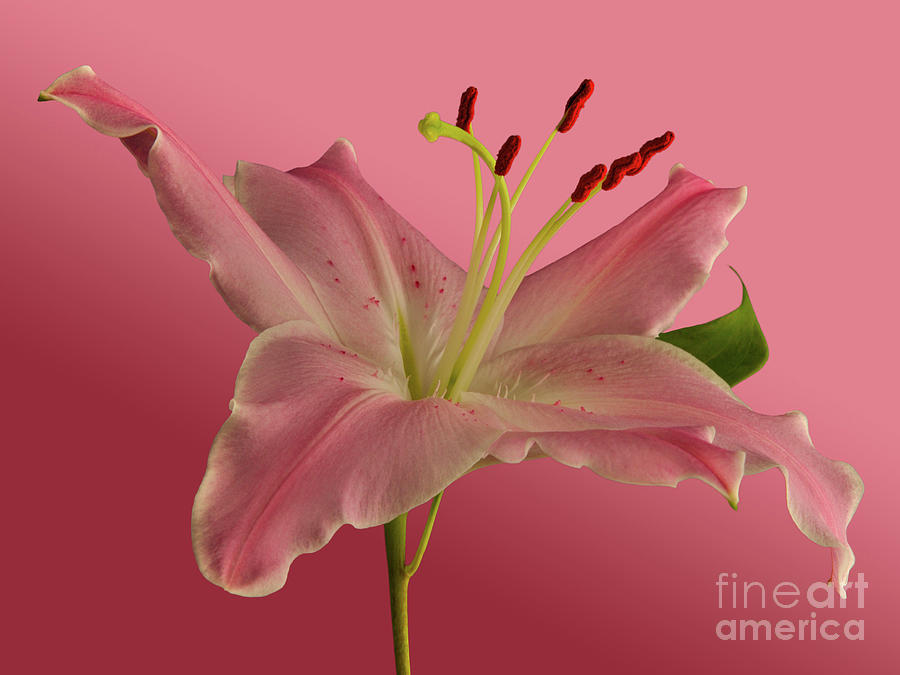 Oriental Lily Photograph by David R Mann