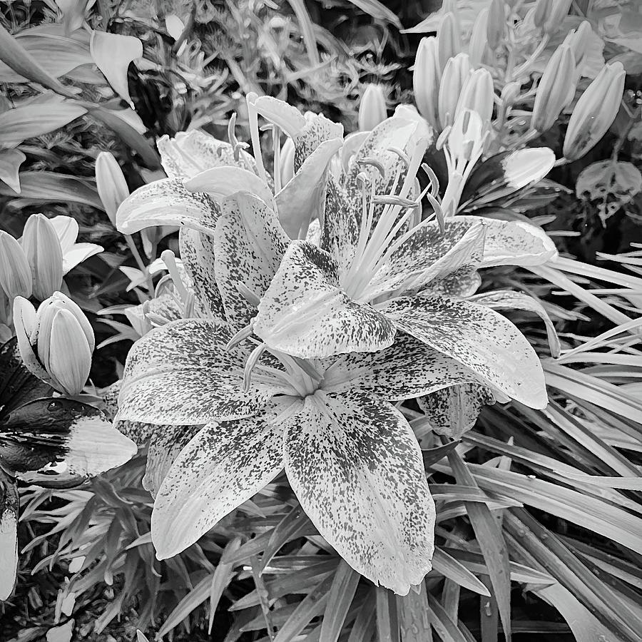 Oriental Lily in Black and White Photograph by Bill Swartwout