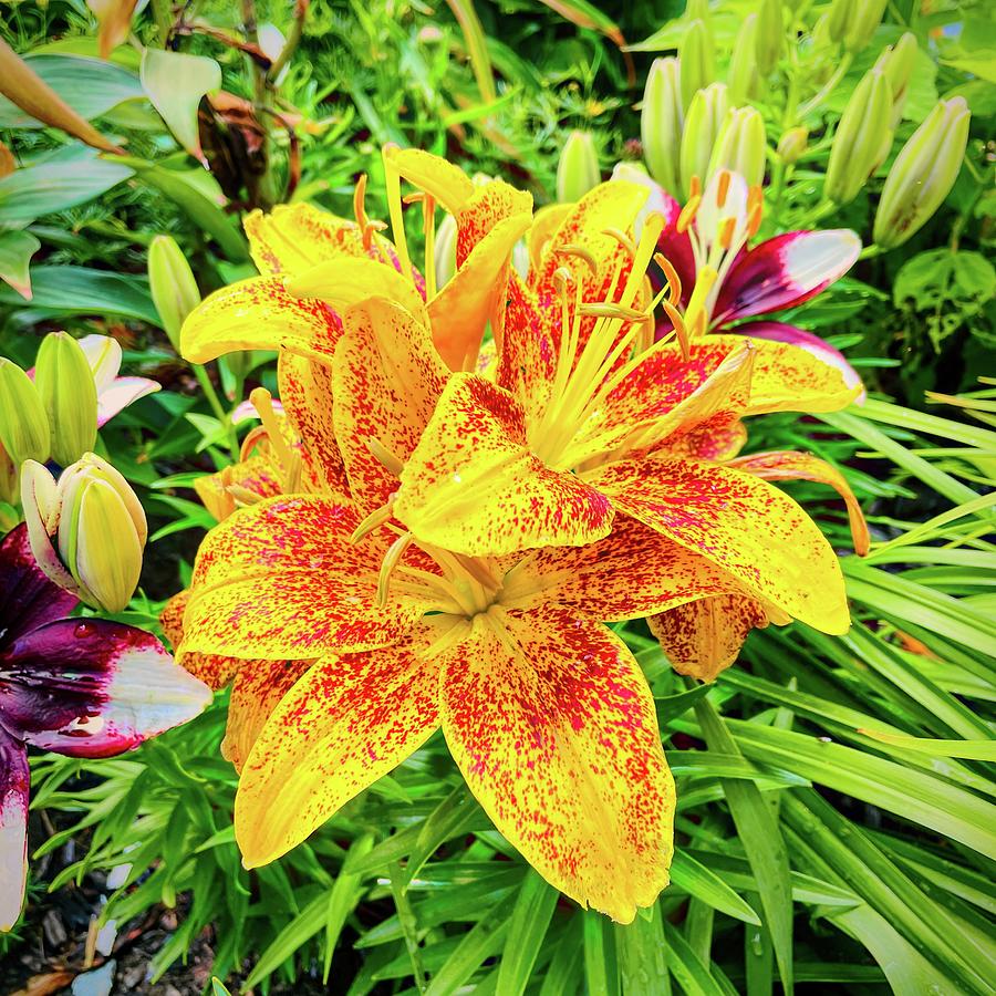 Oriental Lily in Nancys Garden Photograph by Bill Swartwout